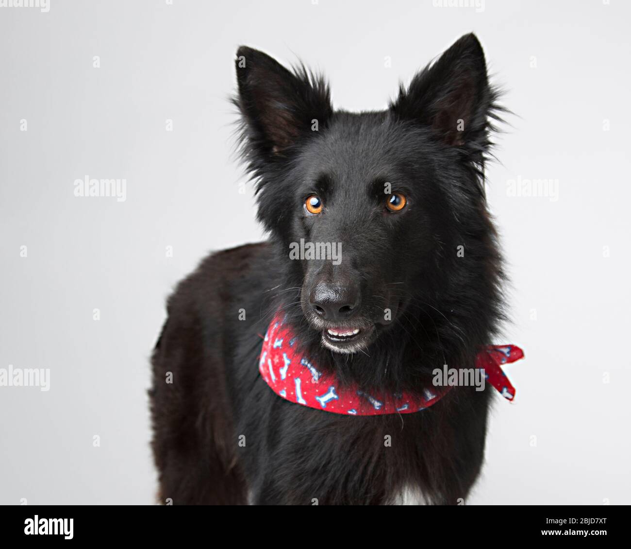 Black dog with warm golden eyes with red scarf on a light gray