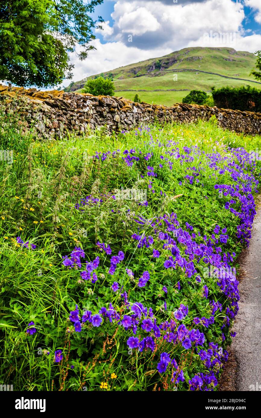 Roadside verge of Meadow Cranesbill with Blencathra in the distance. Stock Photo