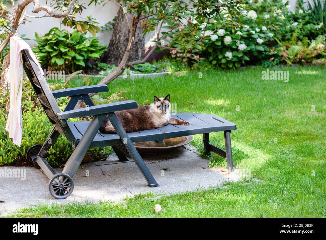 Summer dog cat hires stock photography and images Alamy