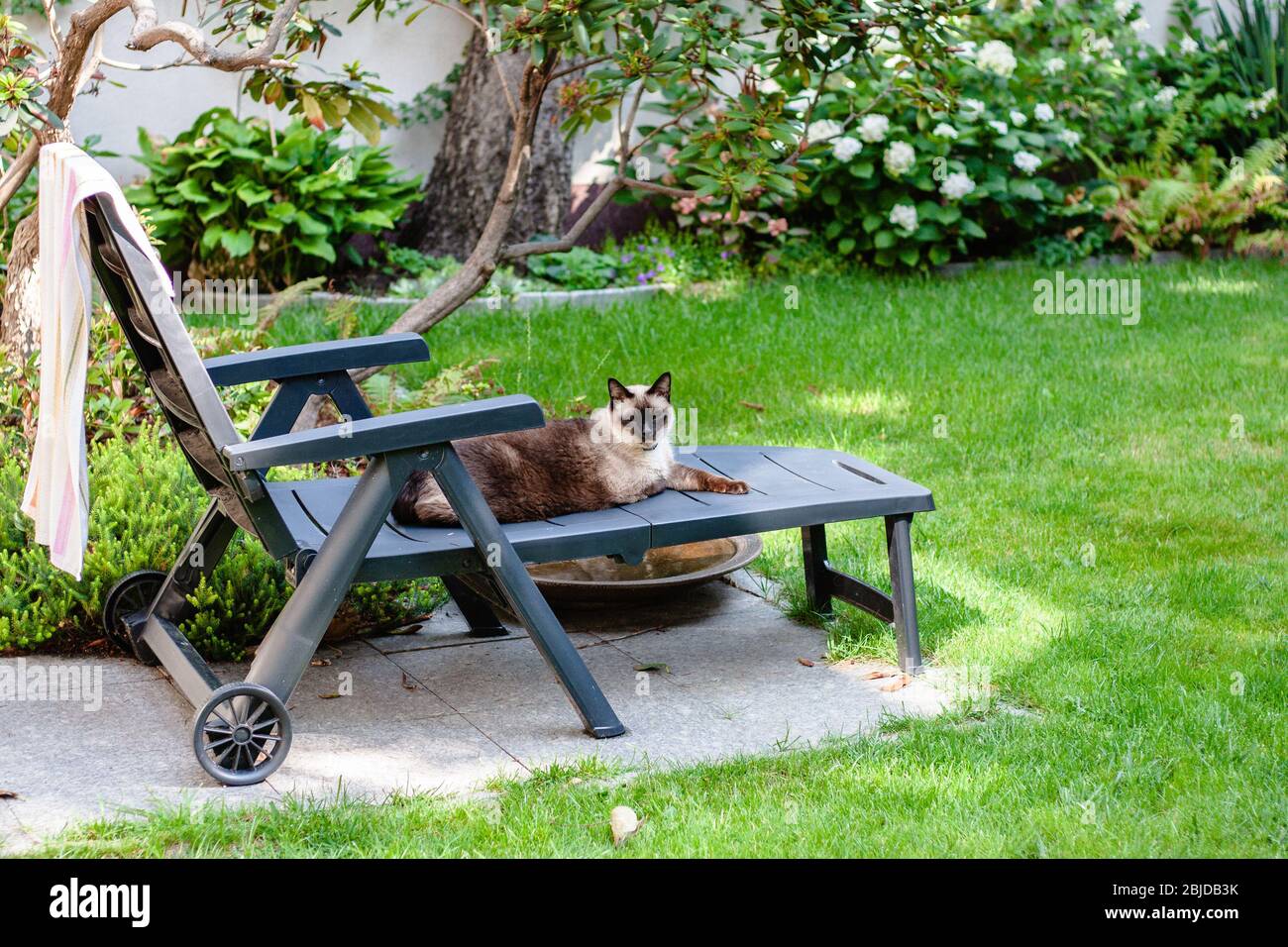 Animals, cat and dog relaxing in the beautiful garden Stock Photo