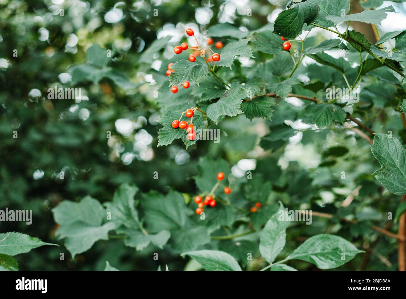 Red squashberry fruits hanging from the green bush in spring Stock Photo