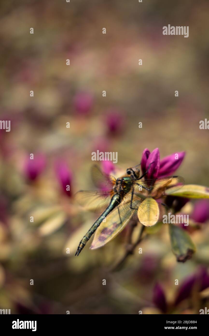 A walk in the park on an overcast day in spring, closeup of a dragonfly ...