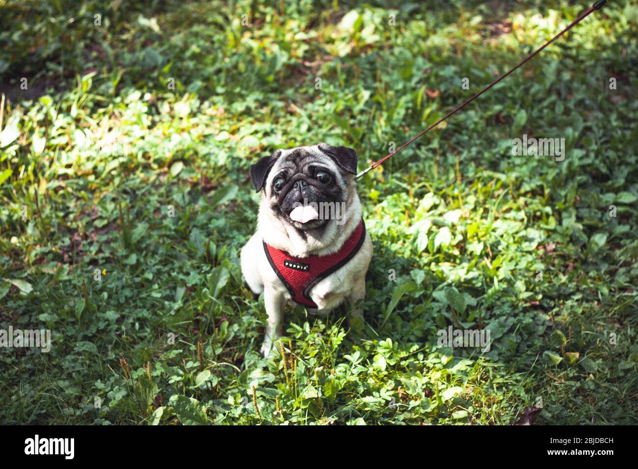 Cute little pug smiling Stock Photo
