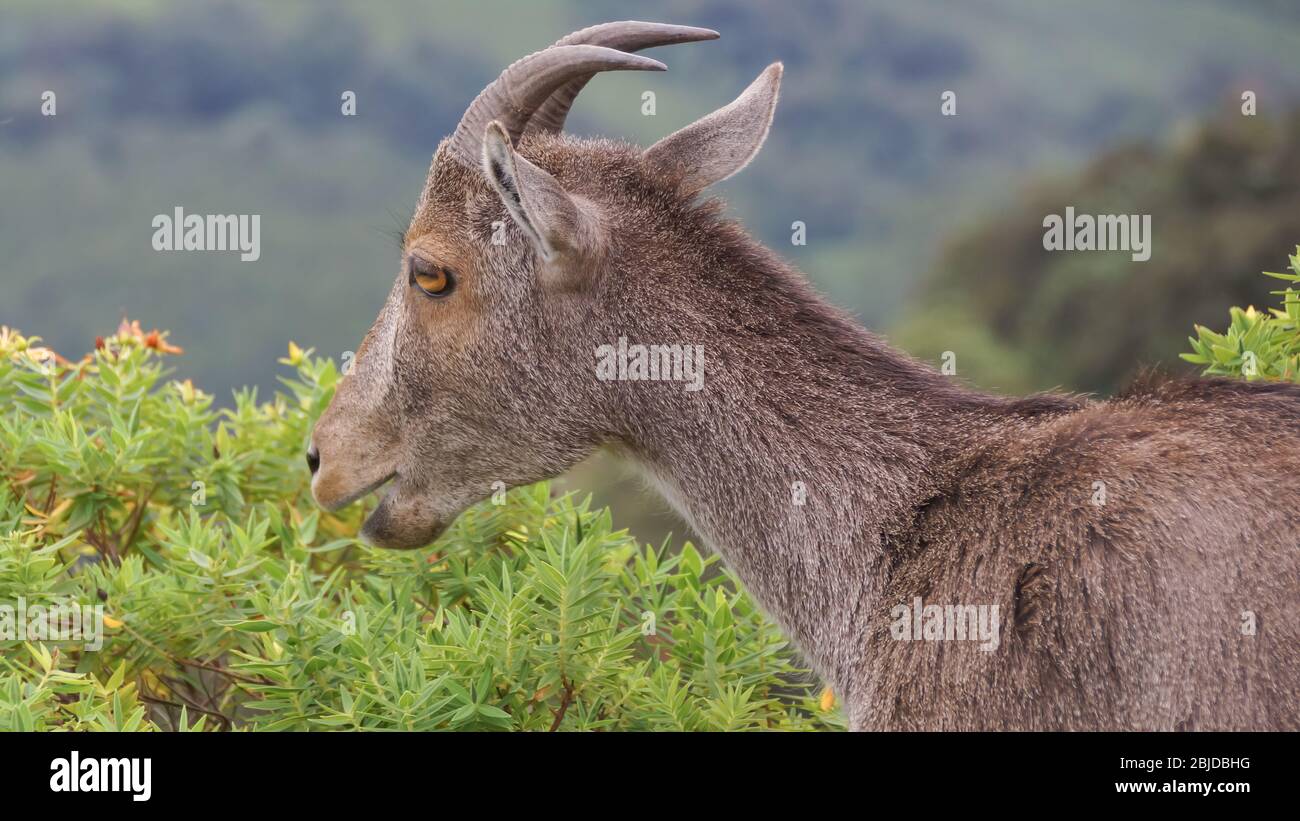 Nilgiri Tahr Kerala is proud to be home to this beautiful animal species in the 400 km stretch of the Western Ghats between the state and Tamil Nadu Stock Photo - Alamy Nilgiri Tahr Kerala is proud to be home to this beautiful animal species in the 400 km stretch of the Western Ghats between the state and Tamil Nadu Stock Photo - Alamy