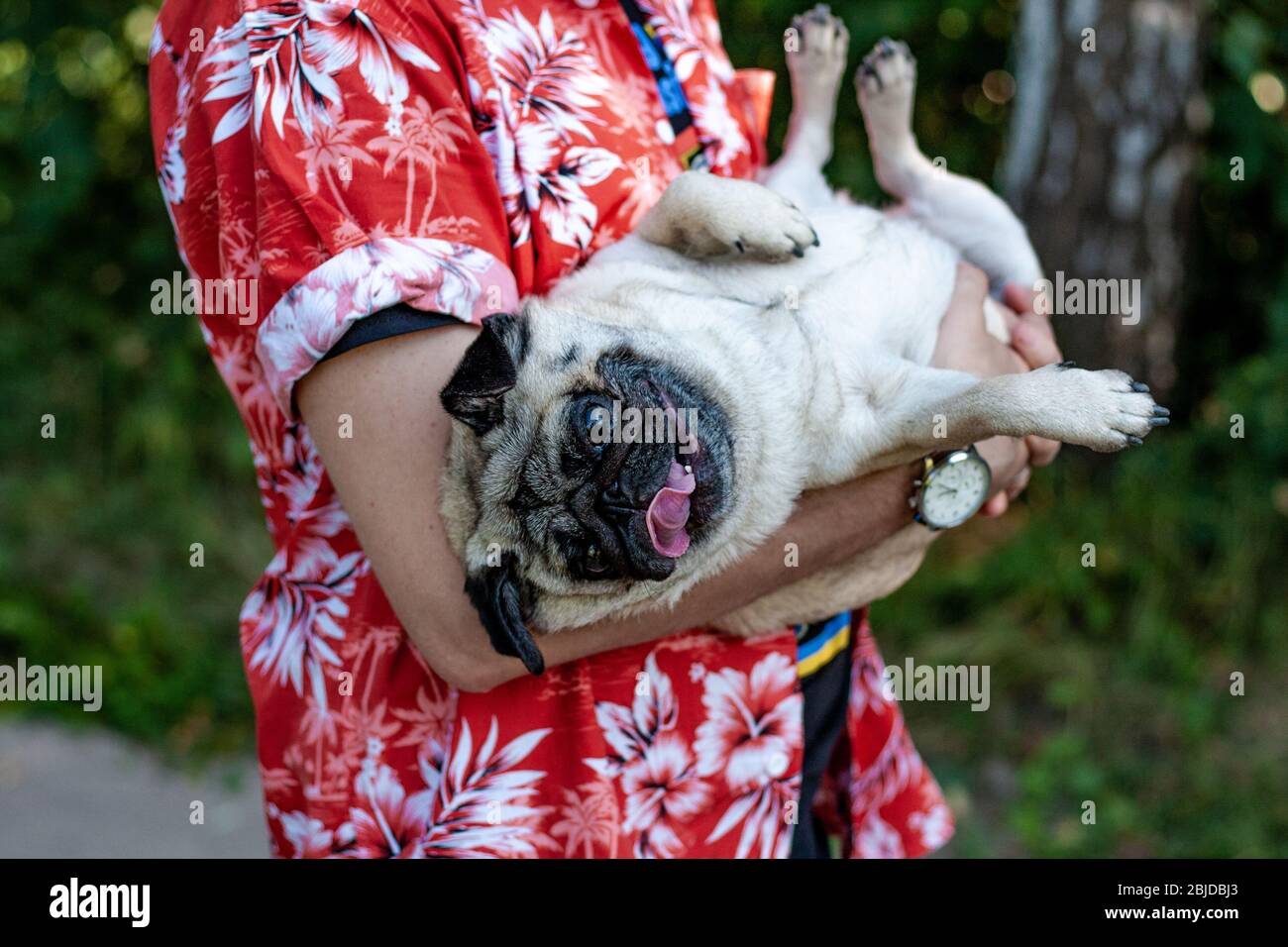 Cute little pug smiling Stock Photo