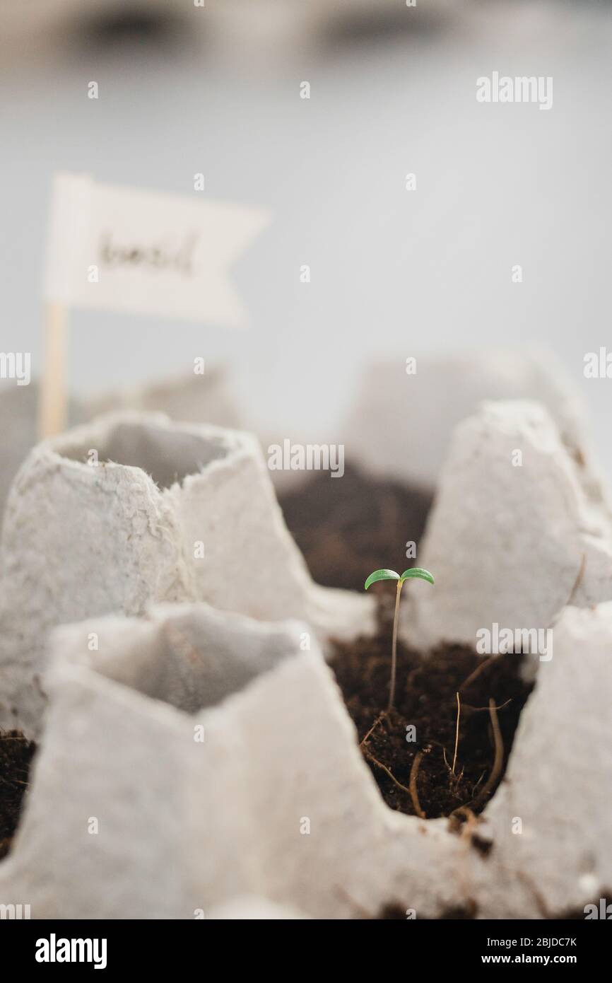 Small plats growing in carton chicken egg box in black soil. Break off