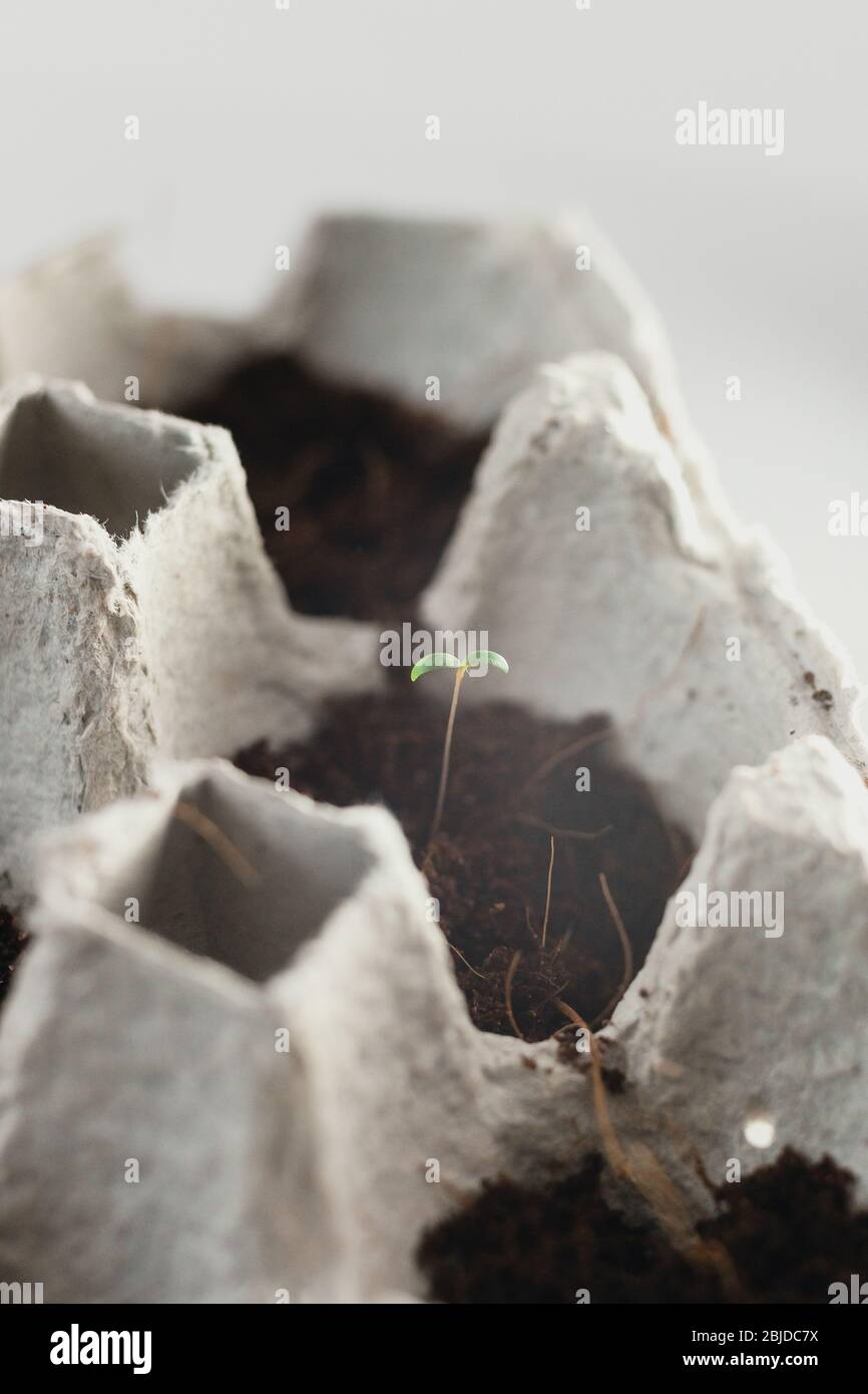 Small plats growing in carton chicken egg box in black soil. Break off