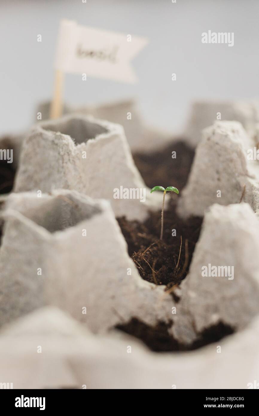 Small plats growing in carton chicken egg box in black soil. Break off