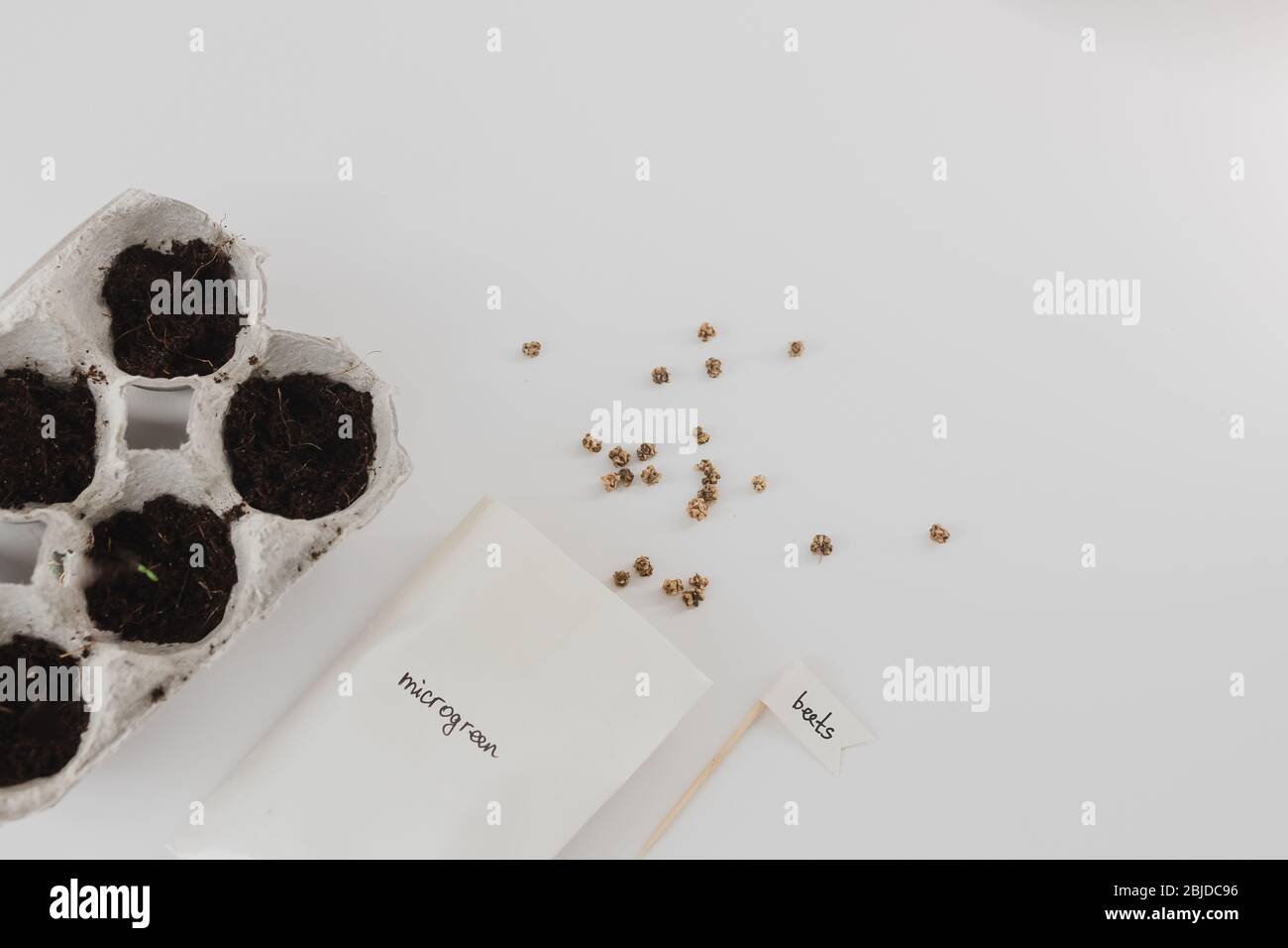 Small plats growing in carton chicken egg box in black soil. Break off