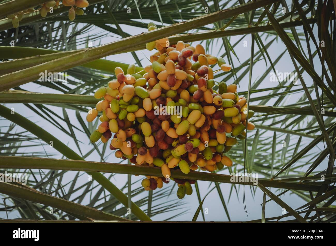 Saudi Arabian Dates