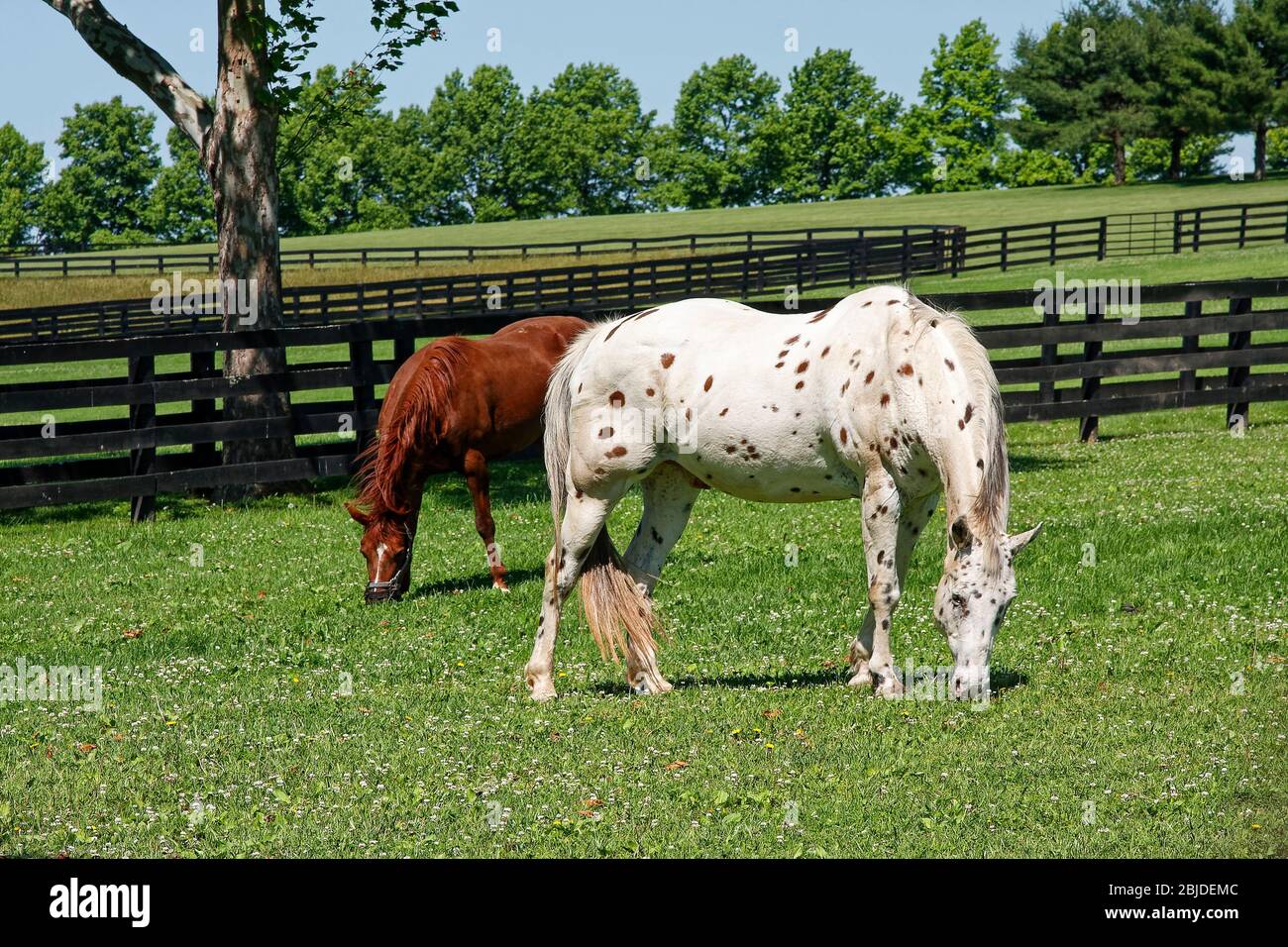 Lexington horses hires stock photography and images Alamy