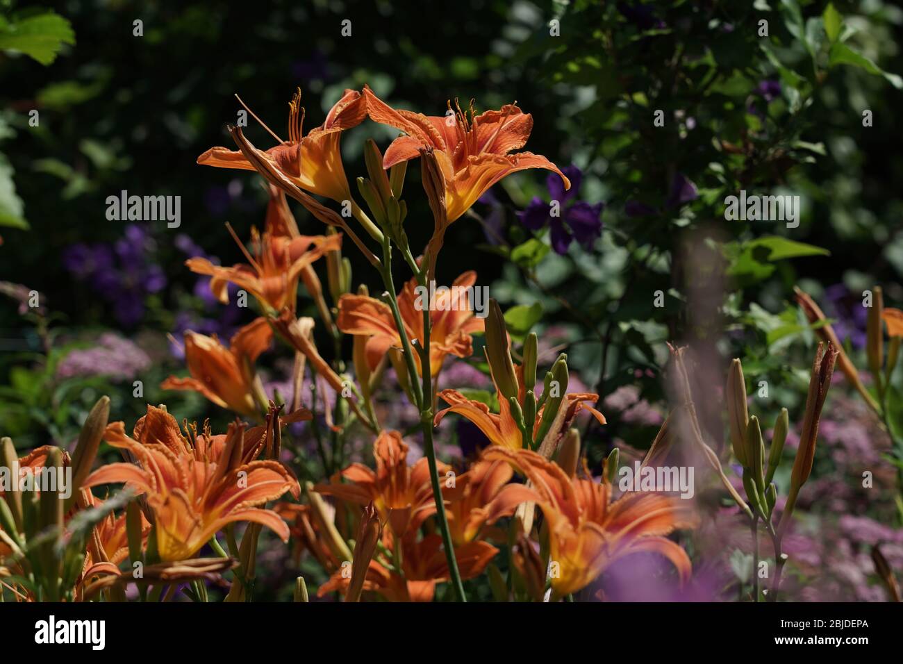 Day lily is a perennial flower. Most species of lilies open in early morning and wither during the following night. Some species of Hemerocallidoideae Stock Photo
