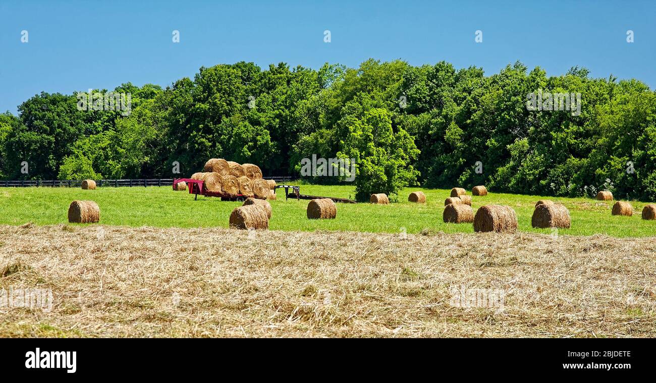 hay; cut in field, moving bales, farm, green grass, trees, horse food