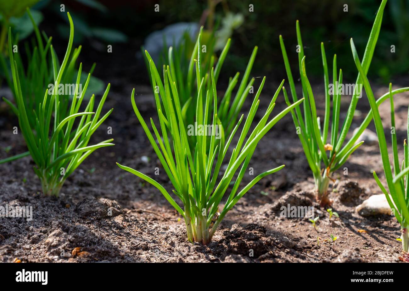 How To Grow Shallots - Sunny Home Gardens