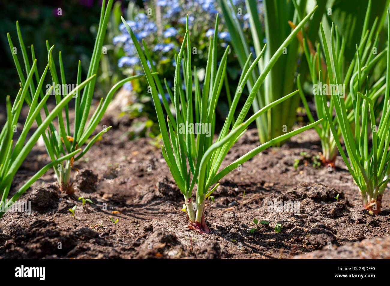 How To Grow Shallots - Sunny Home Gardens