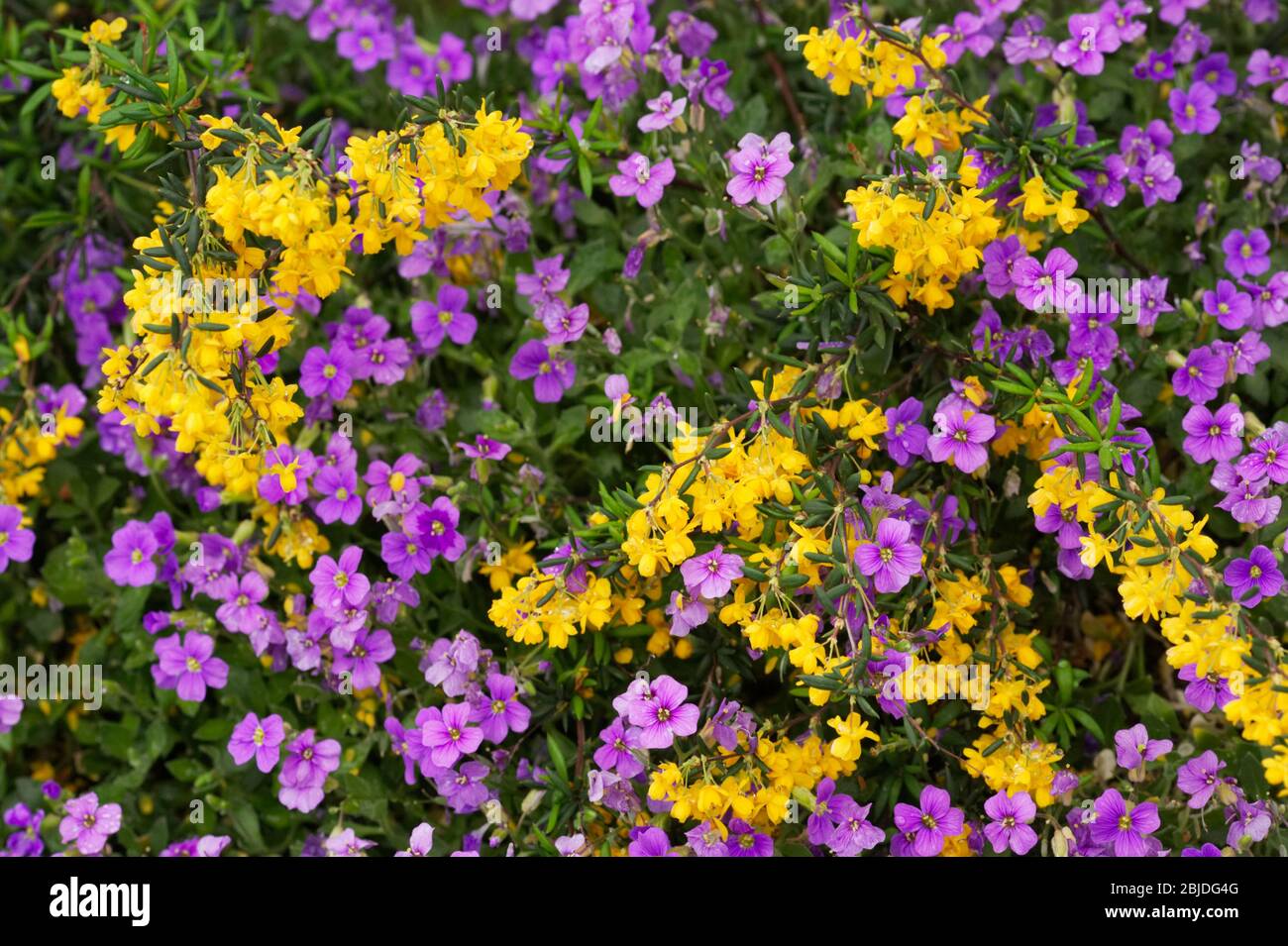Berberis and Aubretia flowering in Spring. Stock Photo