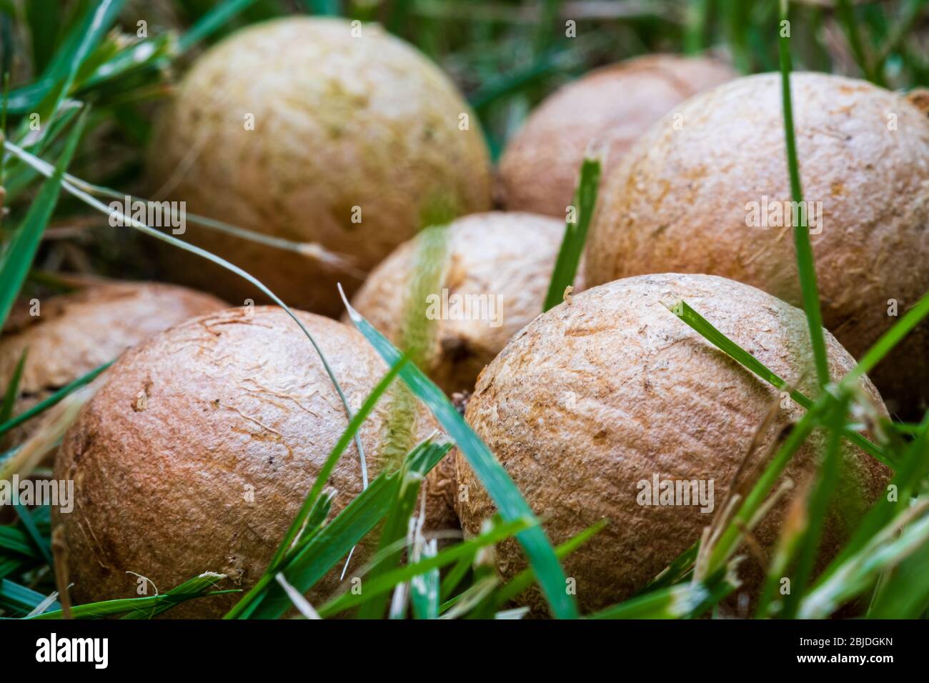 Macadamia nut seed raw in grass close up macro photography Stock Photo