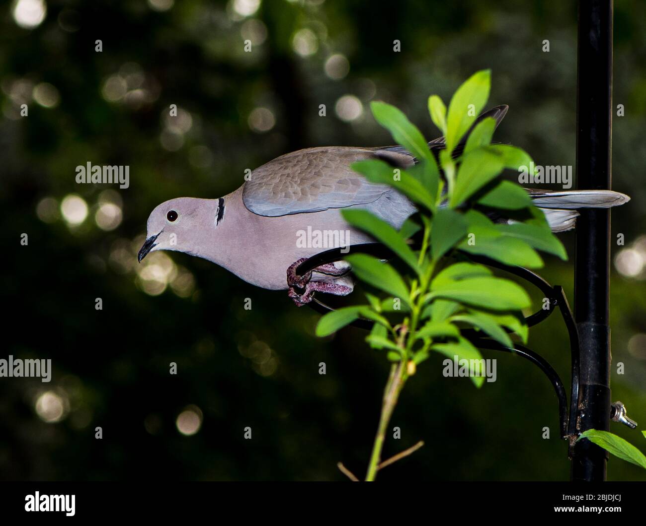 Streptopelia decaocto, collared dove, closeup, while building the nest. Stock Photo