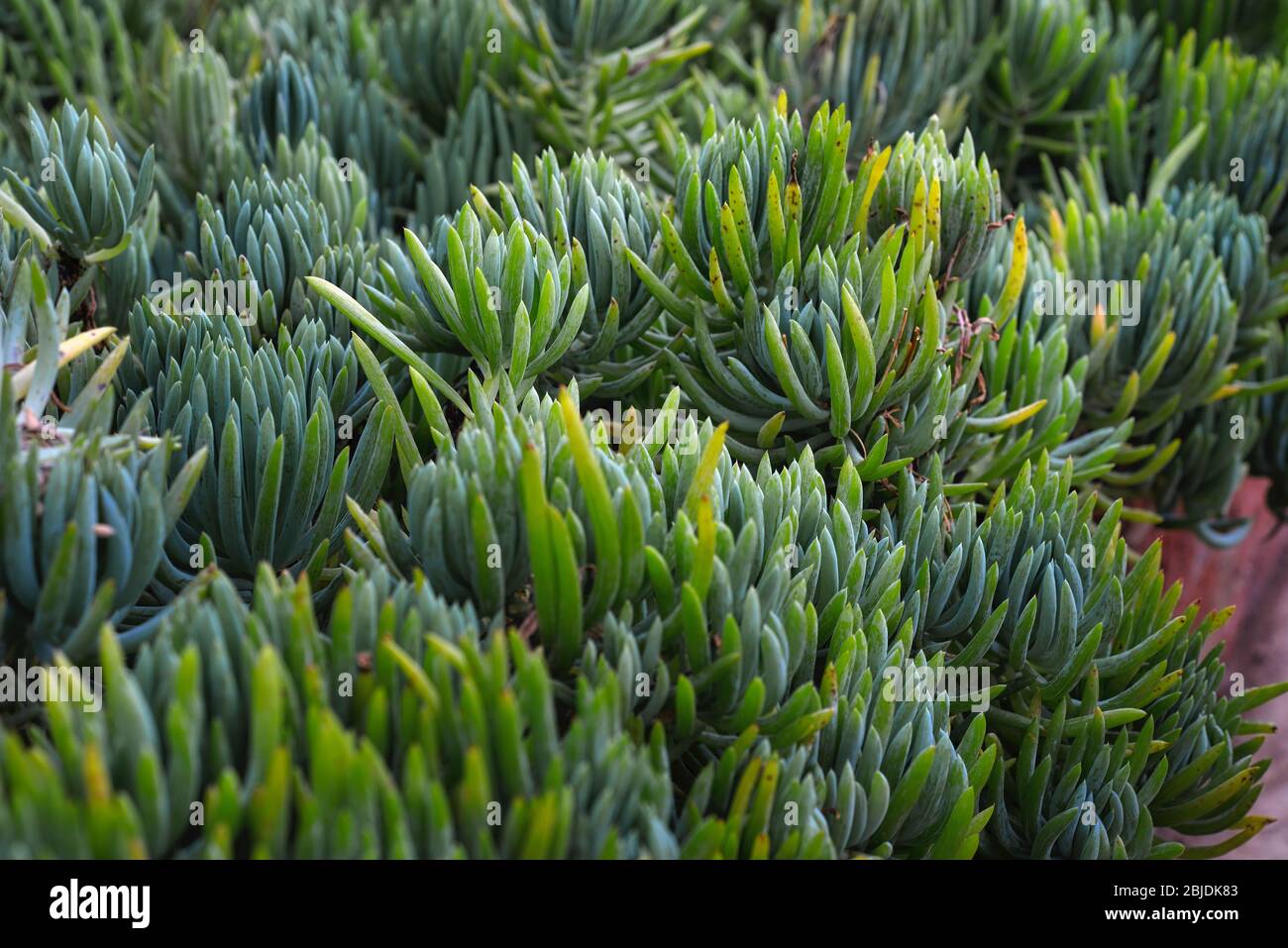 Green leaf plant conservatory hires stock photography and images Alamy