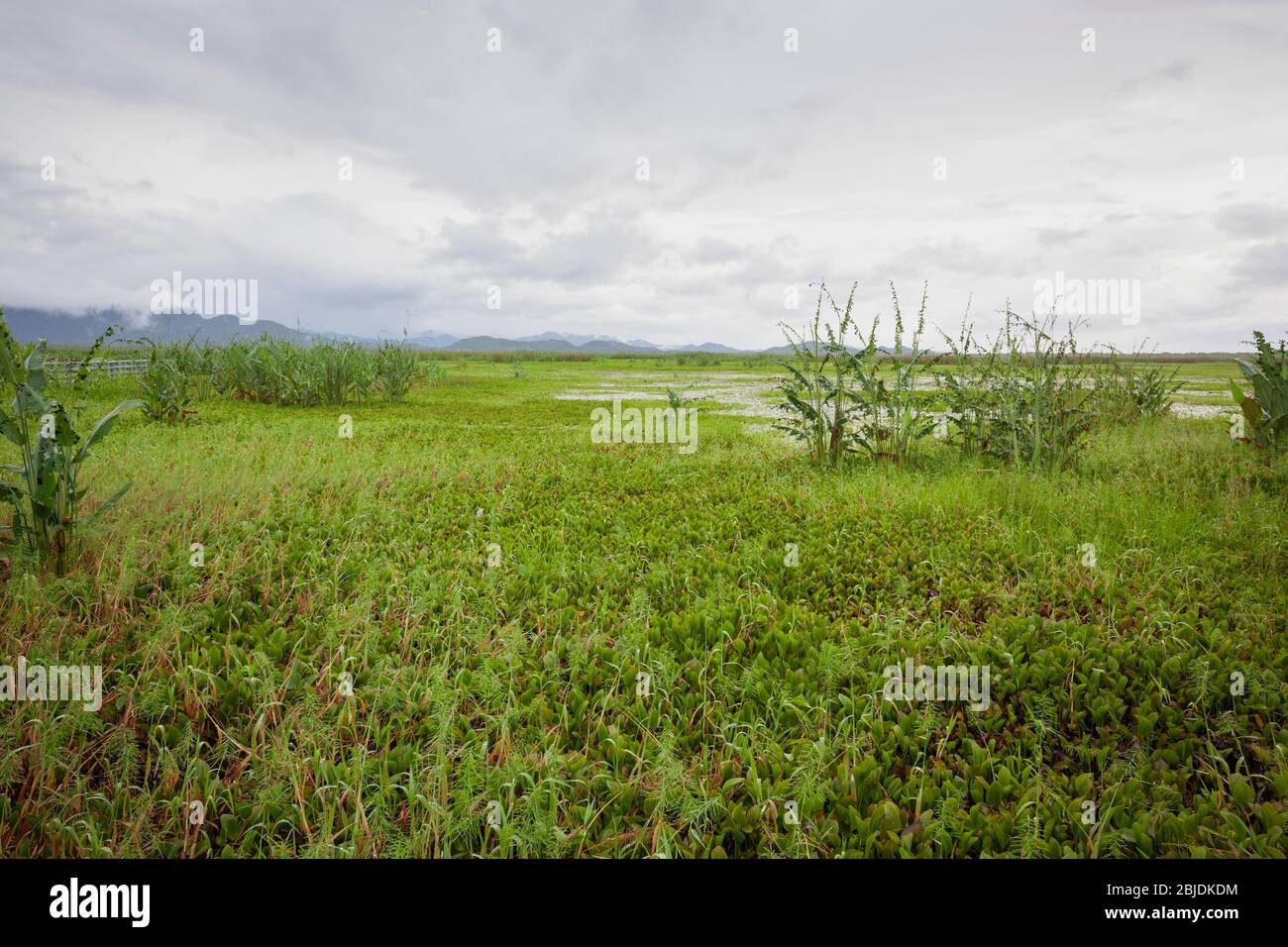 Swamp area at Palo Verde National Park. Guanacaste Province. Costa Rica ...