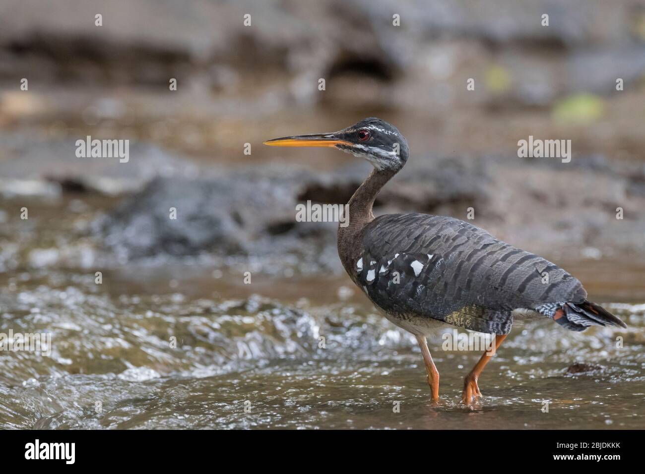 Sunbittern (Eurypyga helias) on river. Puerto Viejo river. Heredia province. Costa Rica. Stock Photo