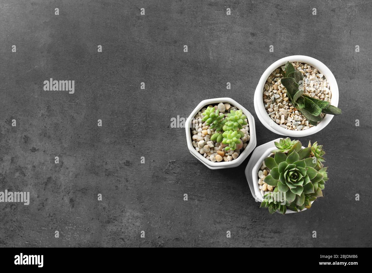 Houseplants on grey background Stock Photo