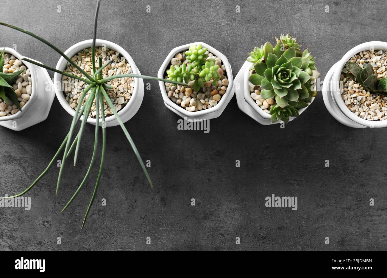 Houseplants on grey background Stock Photo
