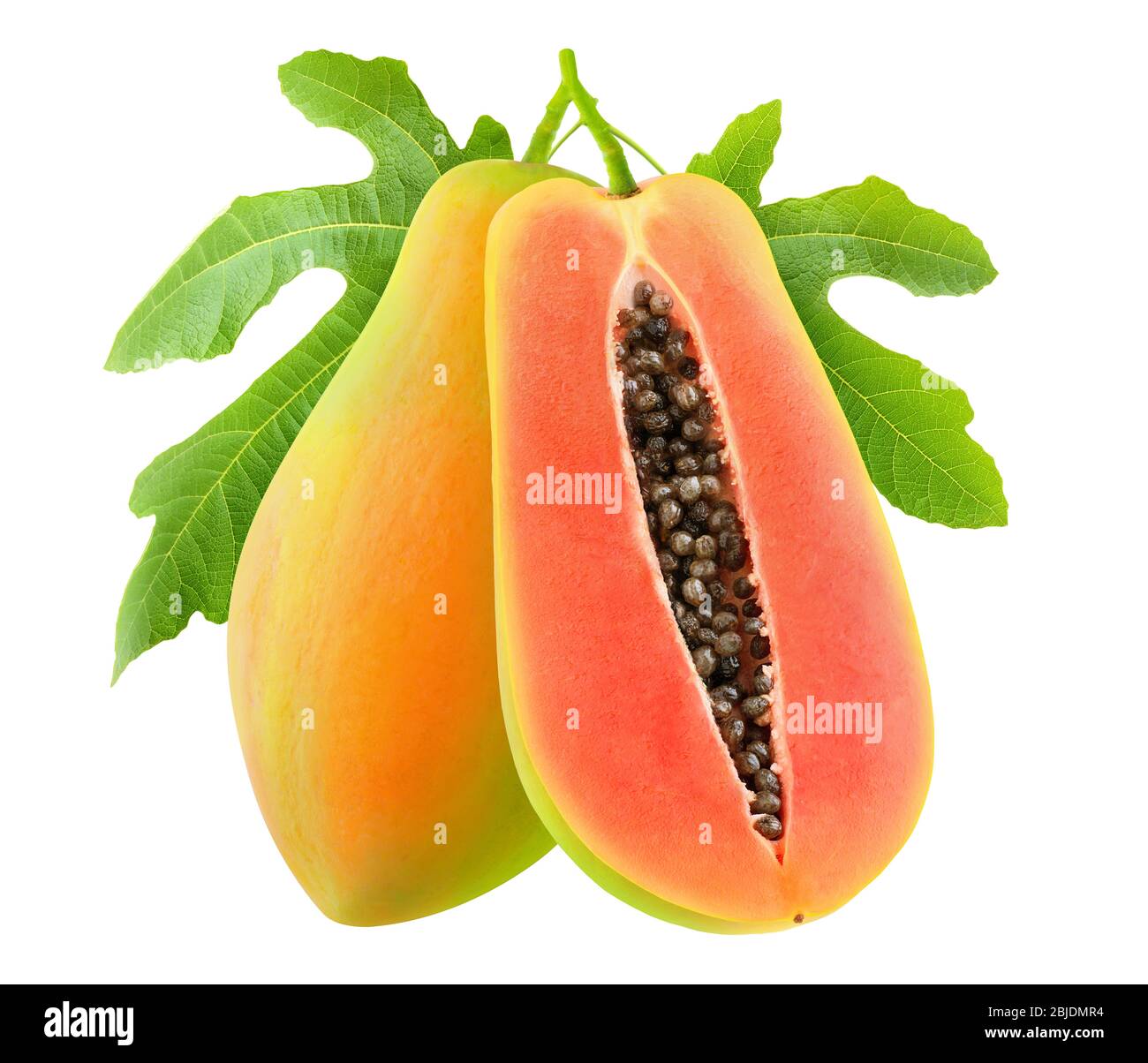 Isolated papaya. Cut papaya fruits on a tree branch with ieaves