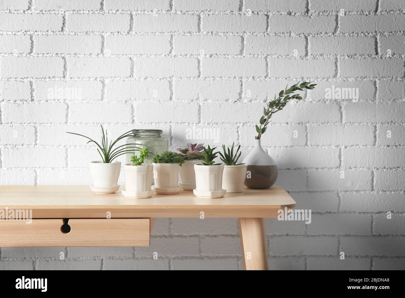 Succulents on wooden table on white brick wall background Stock Photo