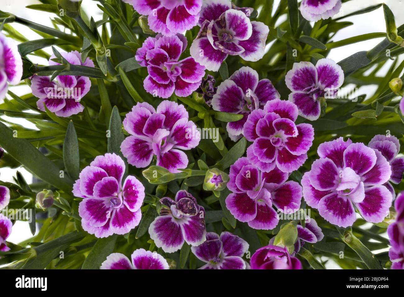 Close up view of pink dianthus  isolated on background. Beautiful backgrounds. Postcard. Stock Photo