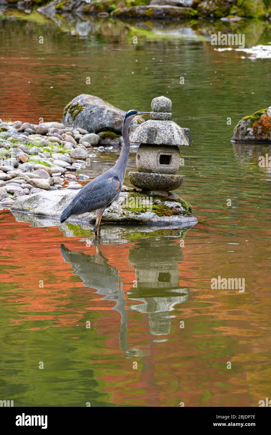 Great Blue Heron & Stone Lantern Reflected in Japanese Garden Pond, Vertical Stock Photo