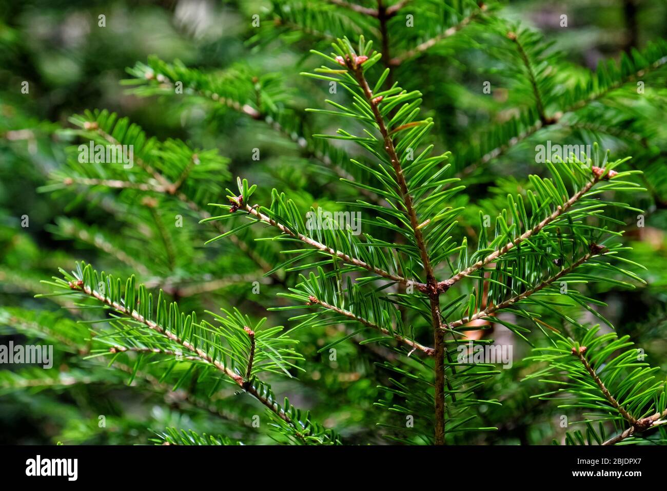 Fir tree branches, closeup Stock Photo - Alamy