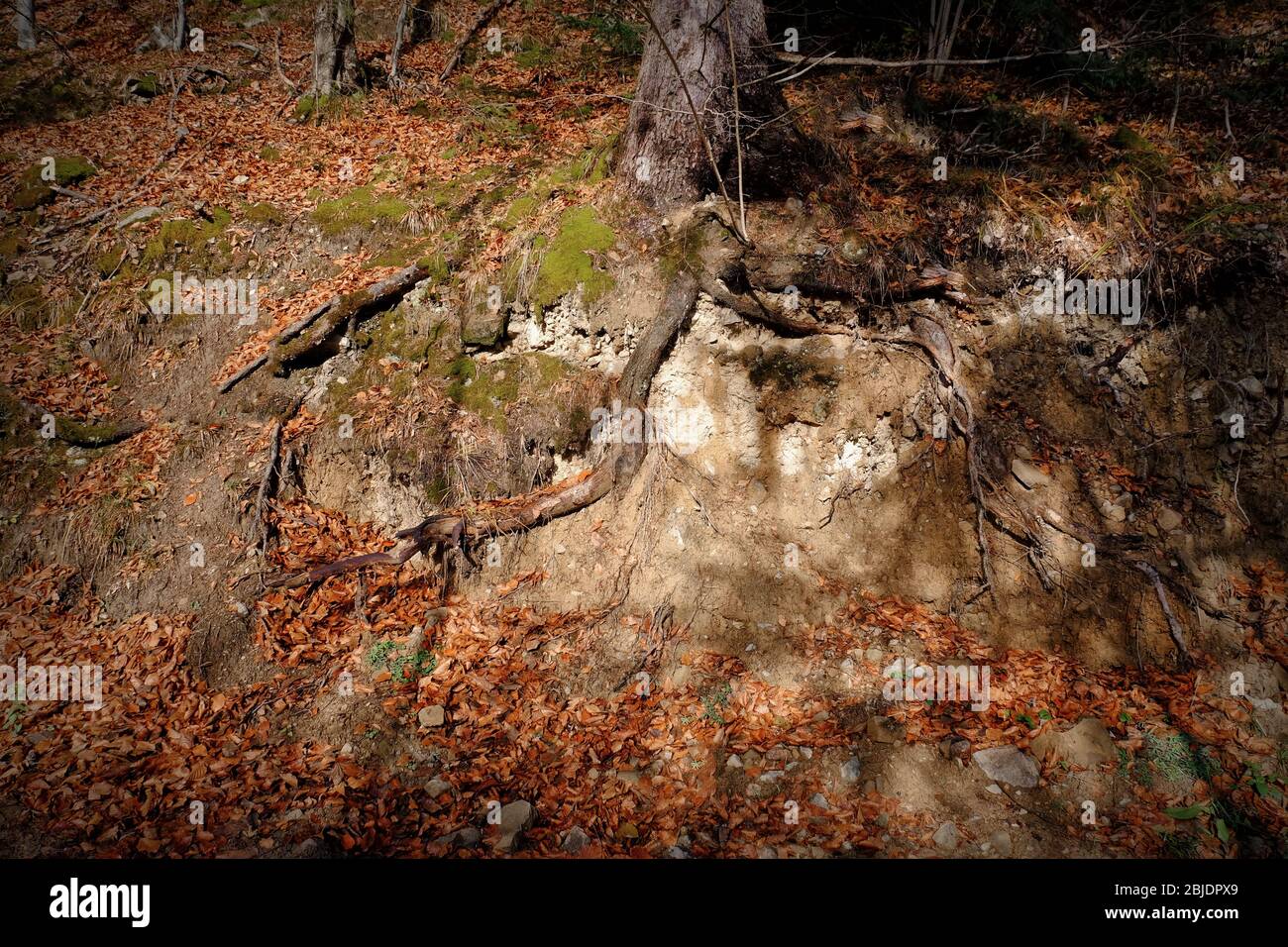 Tree roots in autumn forest Stock Photo - Alamy