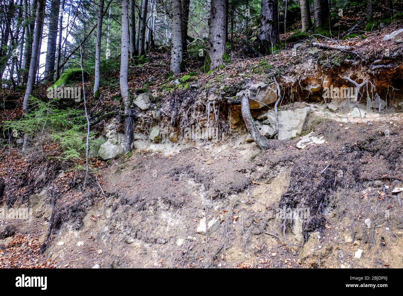 Tree roots in autumn forest Stock Photo - Alamy
