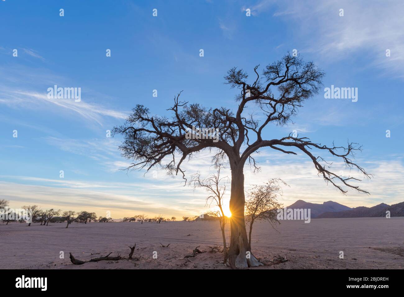 Acasia tree at sunrise Stock Photo