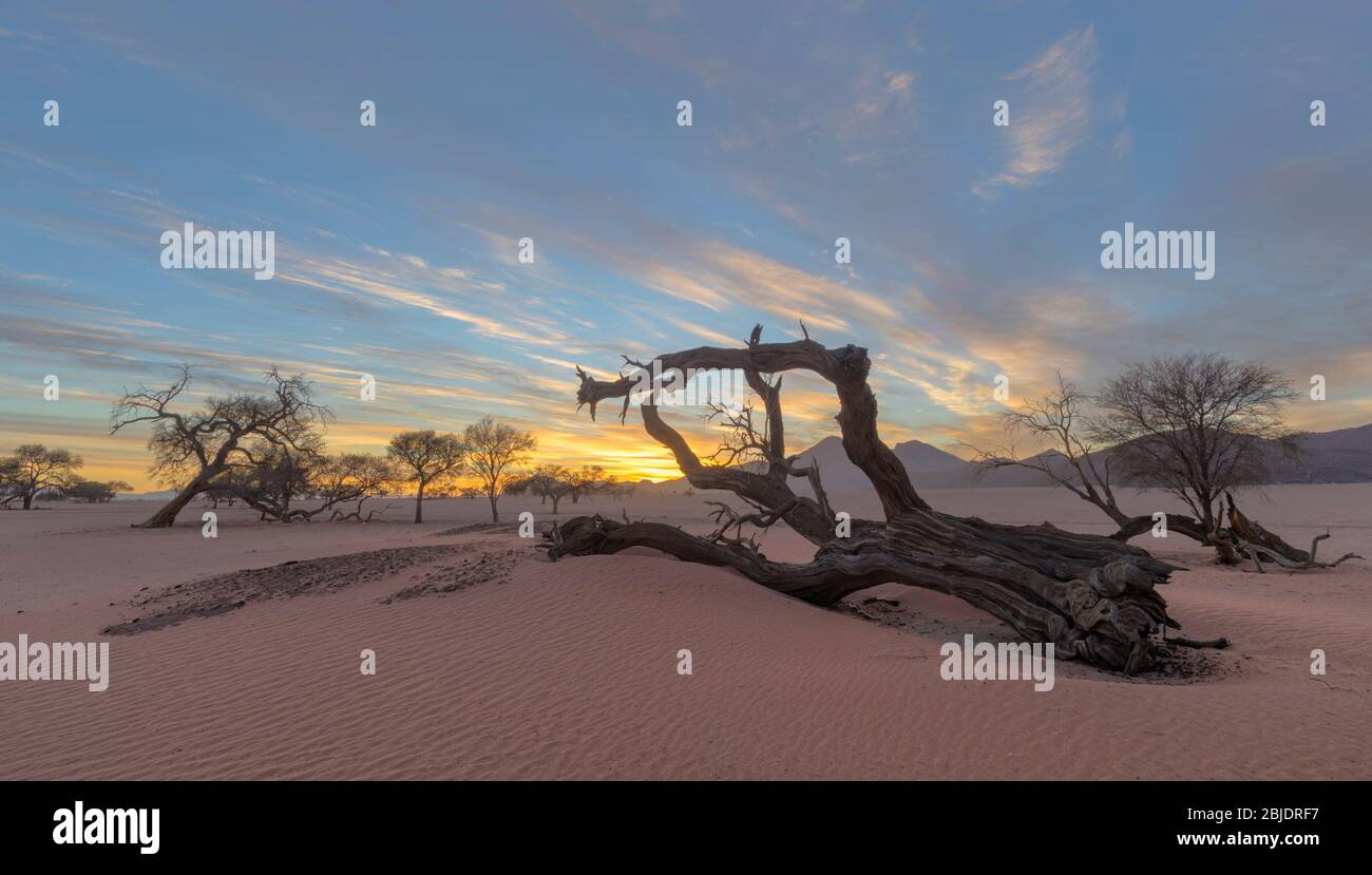 Dry acasia tree dead on the sand Stock Photo