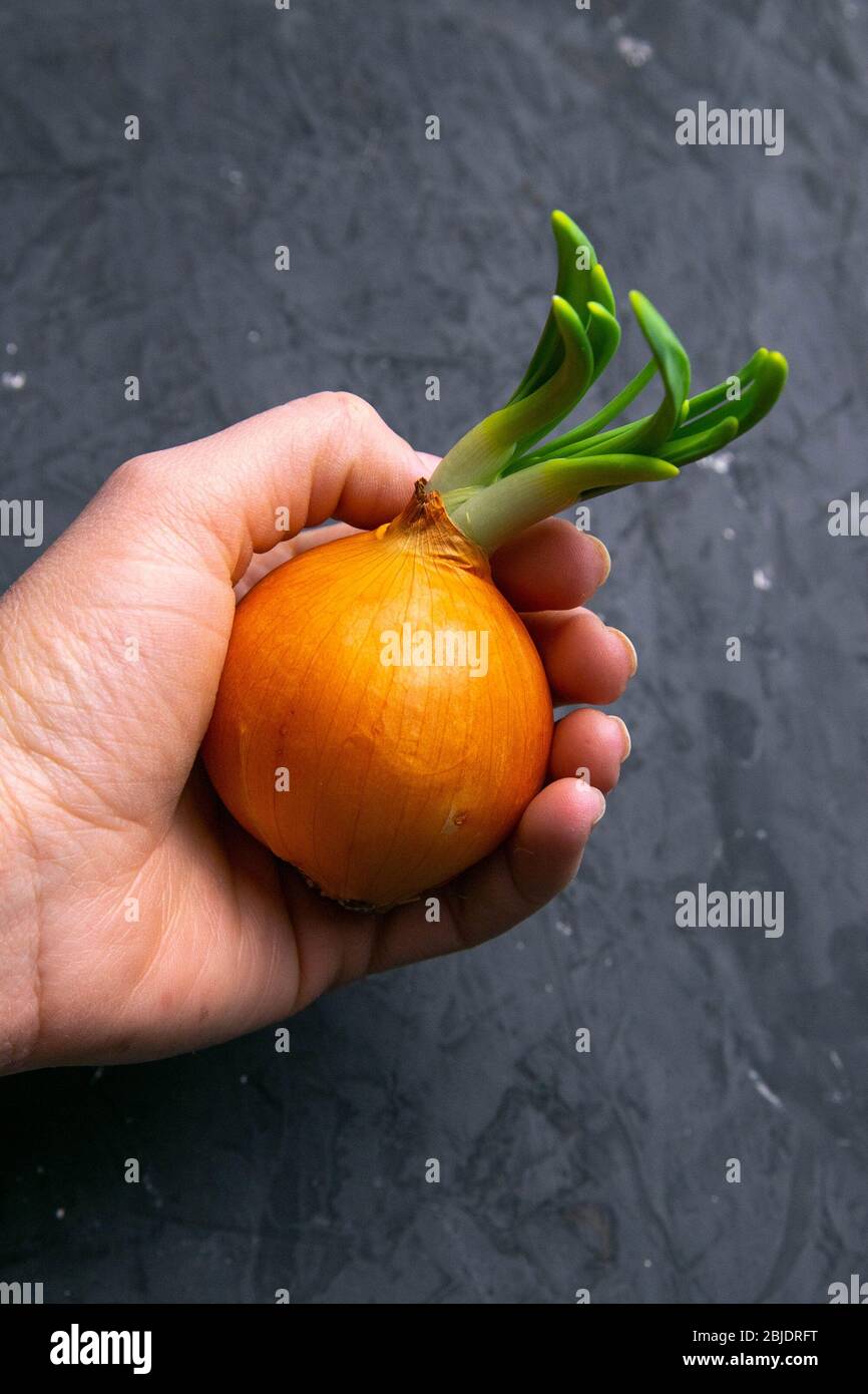Womans hands cutting bulb onion hi-res stock photography and images - Alamy