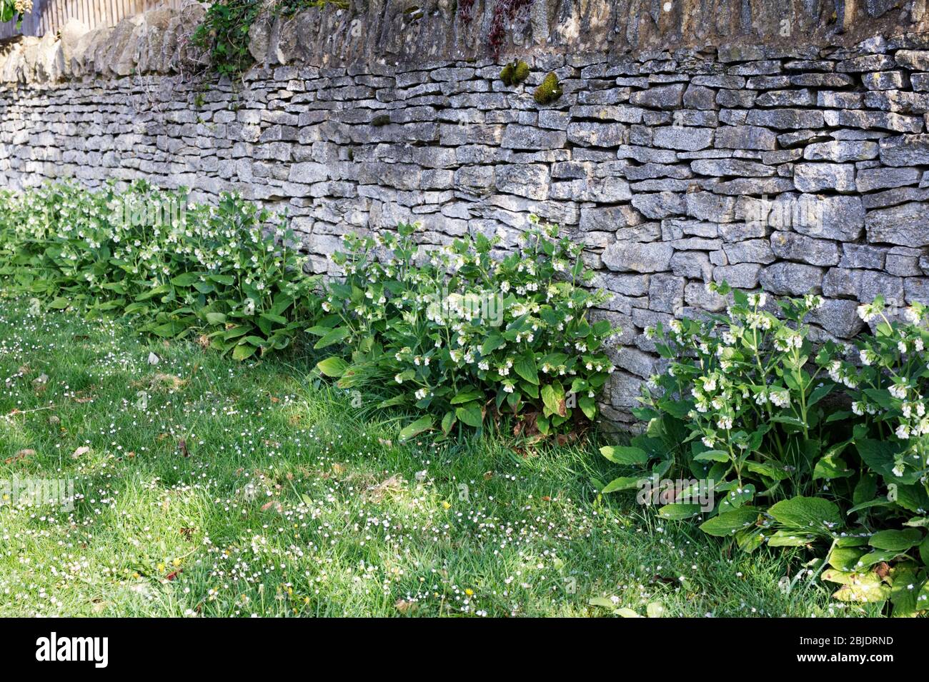 Symphytum orientale at the base of a stone wall. White Comfrey flowers. Stock Photo