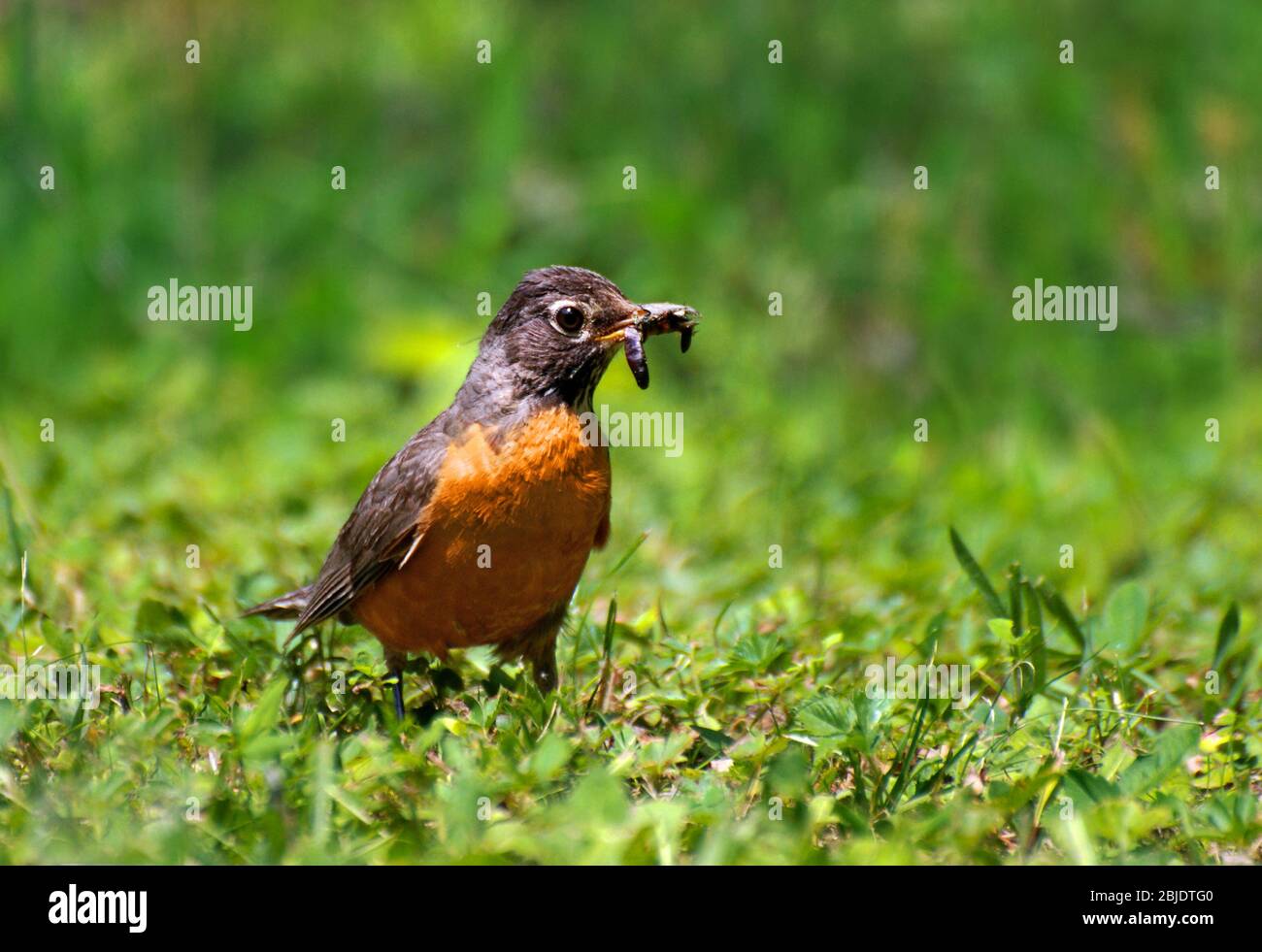 American Robin with worm. Stock Photo