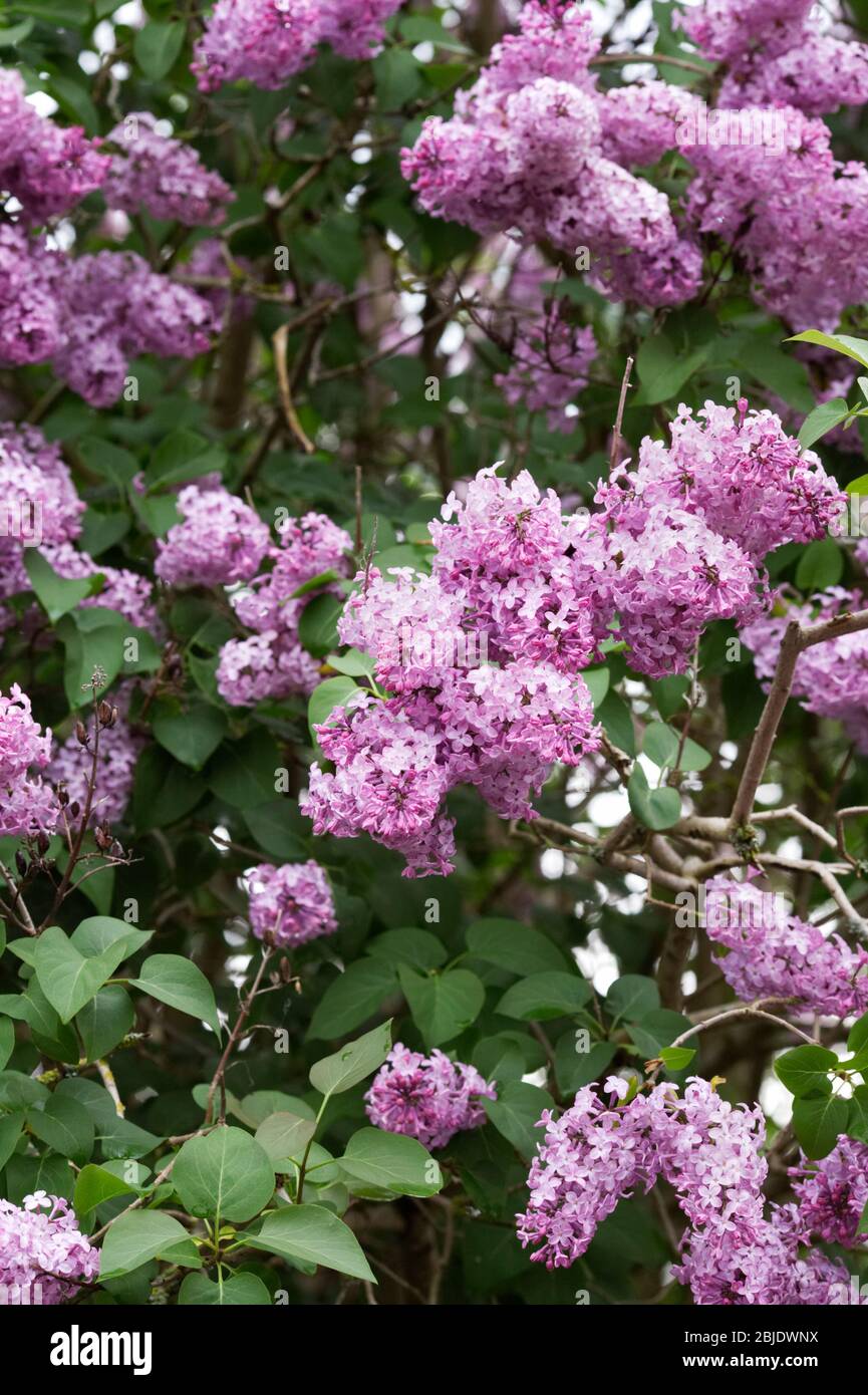 Syringa vulgaris in the garden. Lilac flowers. Stock Photo