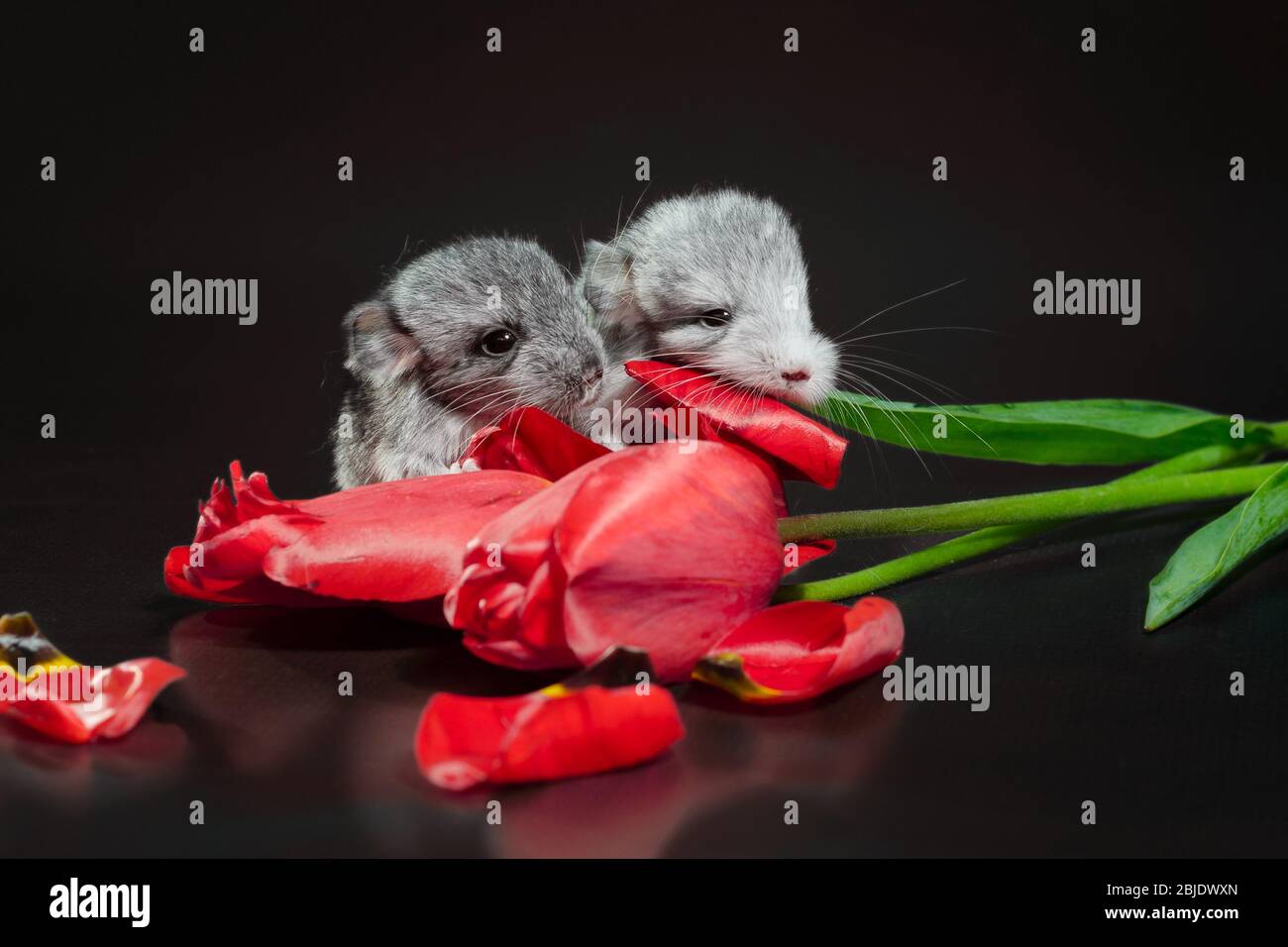two newborn chinchillas with red tulip buds on a dark background Stock Photo