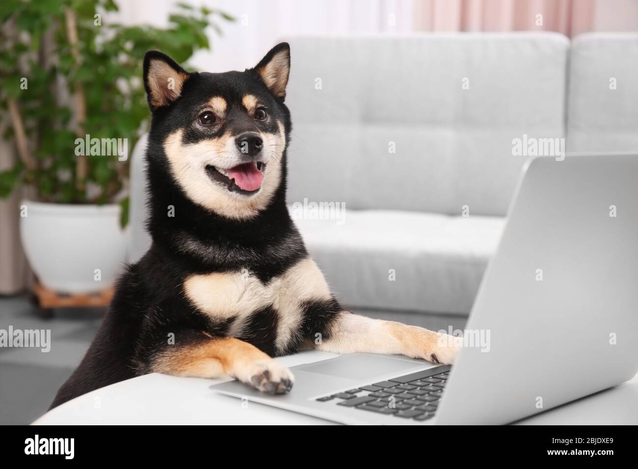 shiba inu chat room