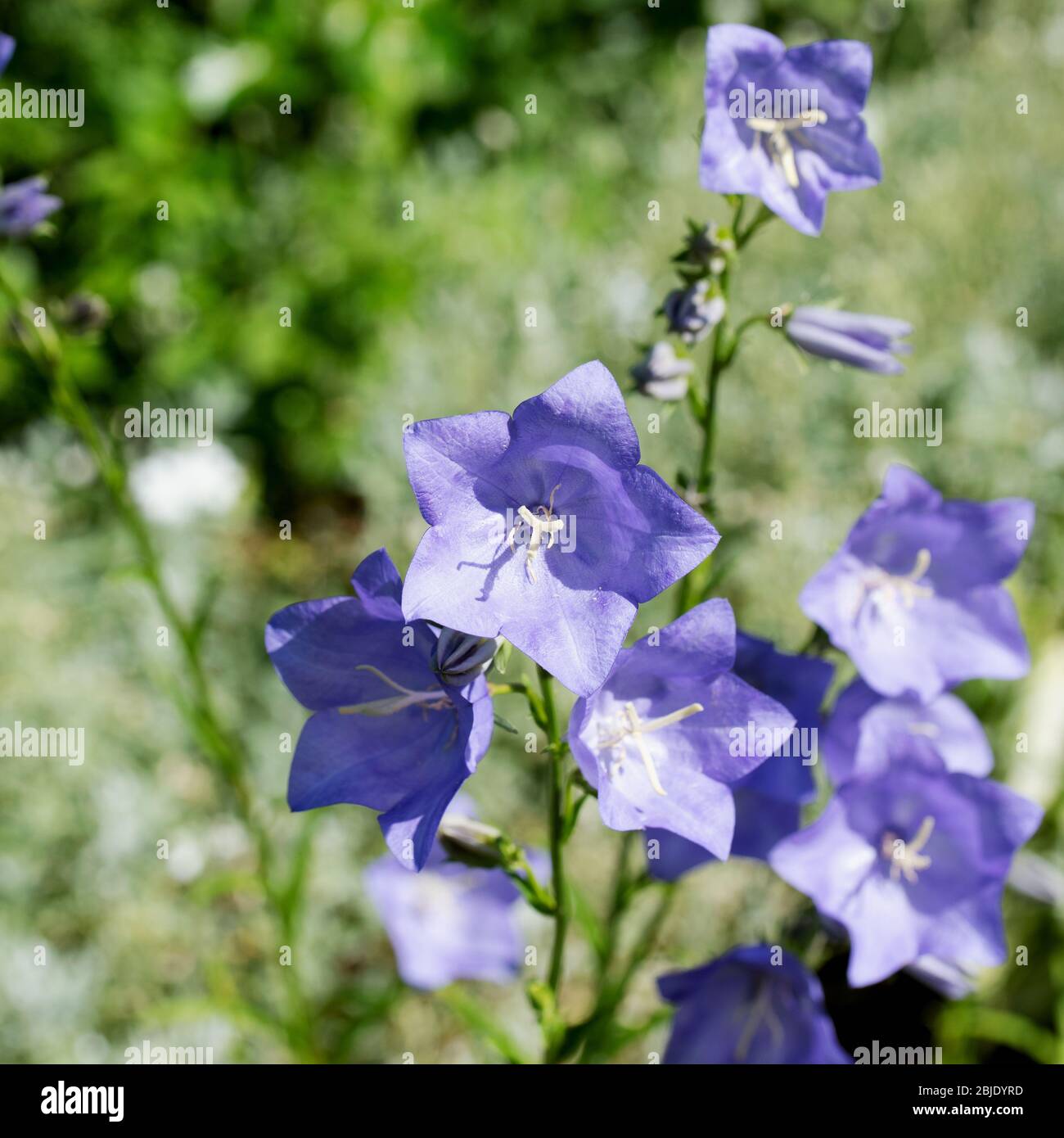 Blooming bluebells, campanula, in a close-up Stock Photo