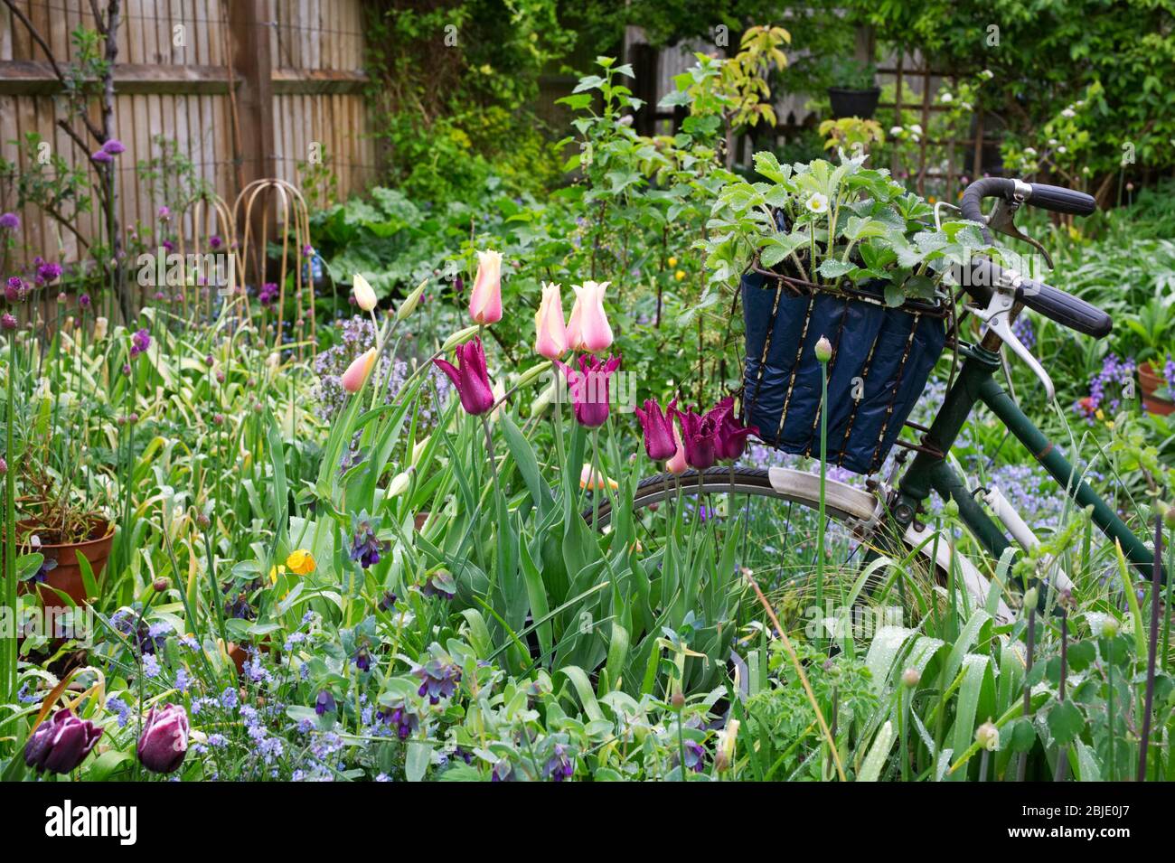 Small cottage garden in Spring. Stock Photo