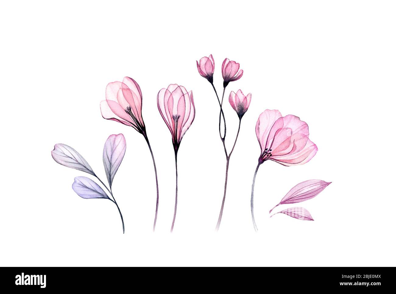 Watercolor floral set in pink. Transparent rose, crocus, branches isolated on white. Botanical abstract collection for cards, wedding design Stock Photo