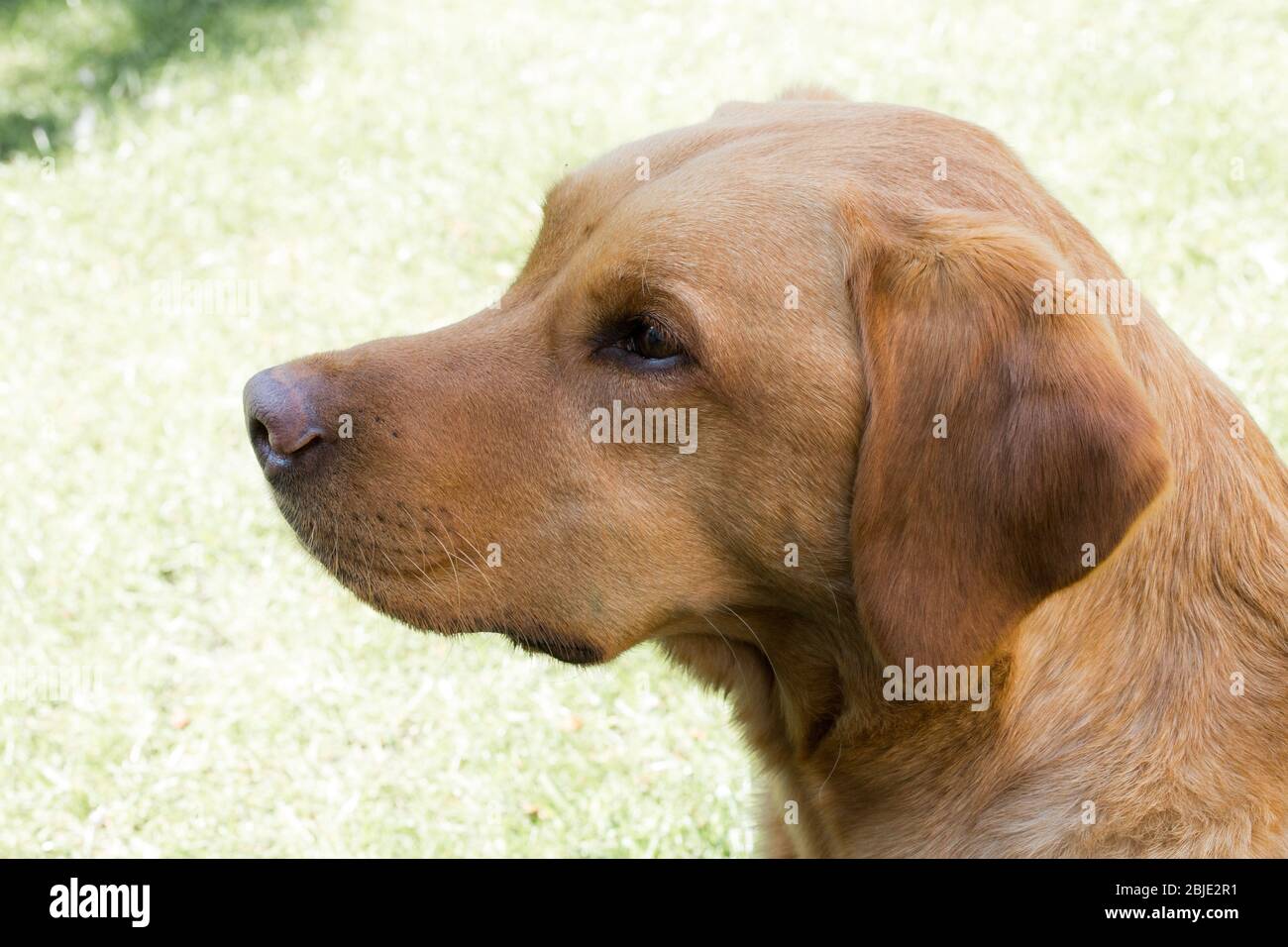 The profile and head and shoulders of a healthy and strong Fox red labrador retriever pet dog Stock Photo