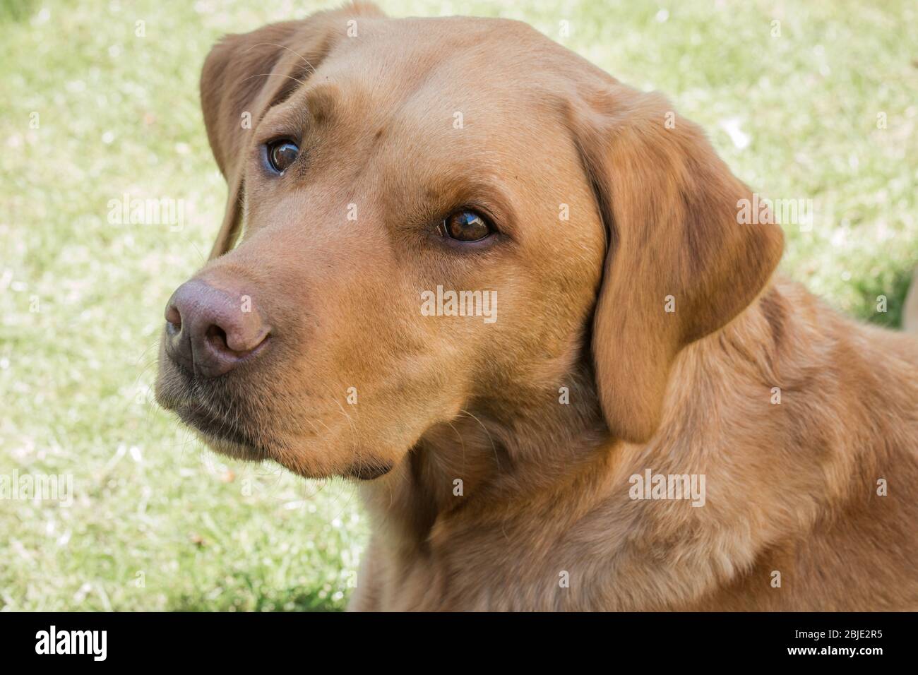 The profile and head and shoulders of a healthy and strong Fox Red Labrador Retriever pet dog sitting outdoors Stock Photo