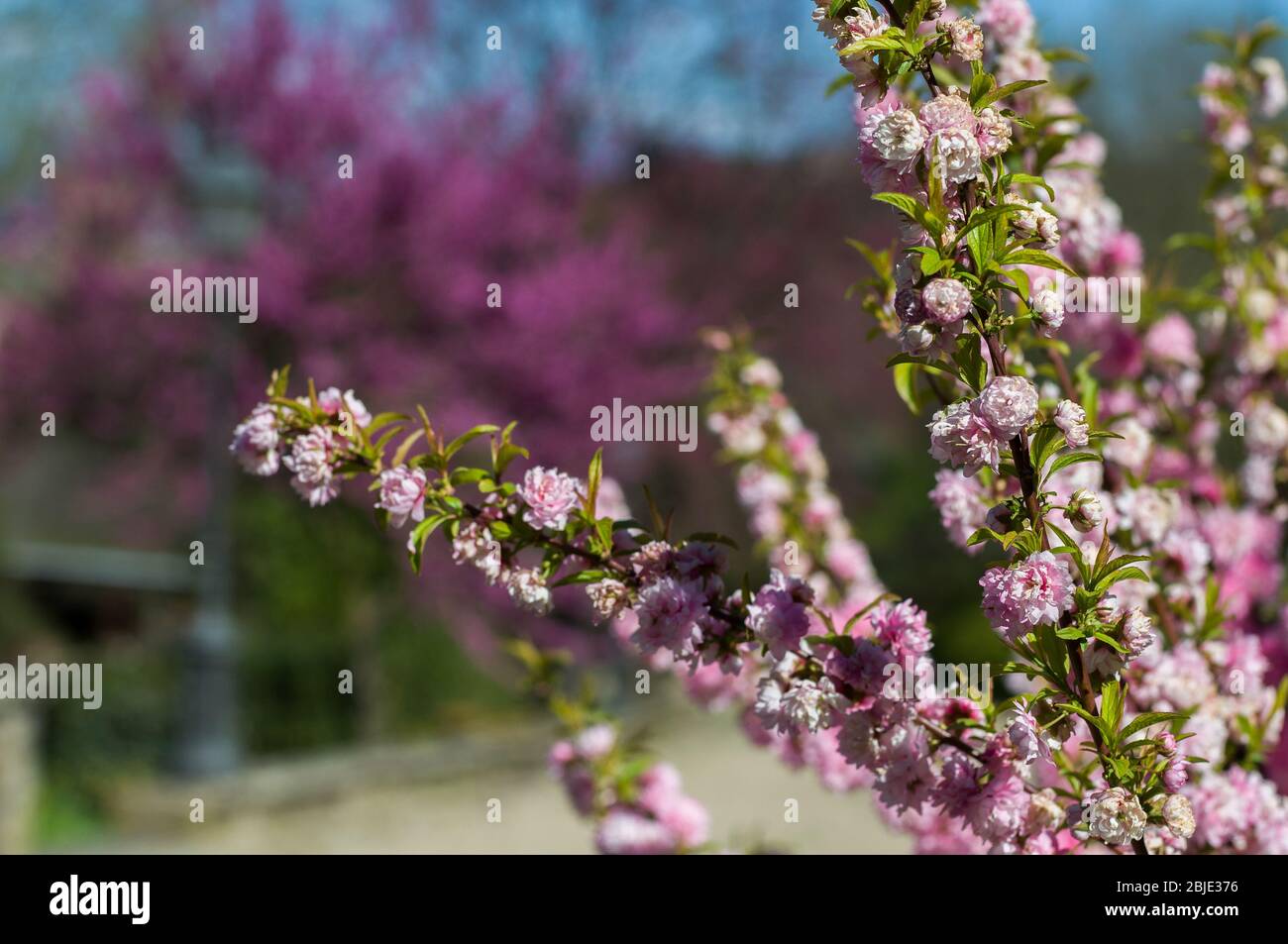 Amygdalus triloba (Prunus triloba), sometimes called flowering almond in Boboli Gardens, Florence, Tuscany, Italy. Stock Photo