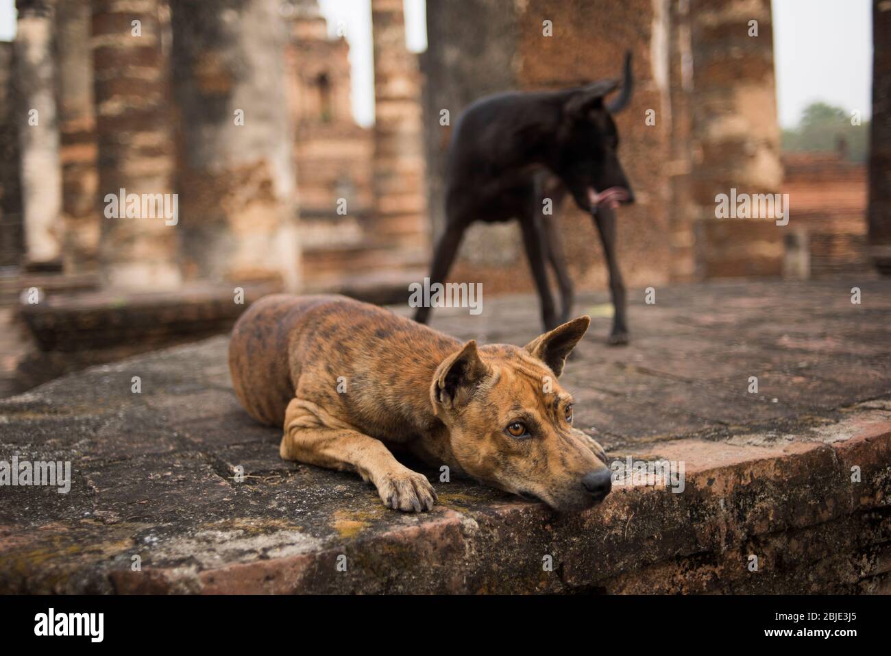 are there a lot of stray dogs in thailand