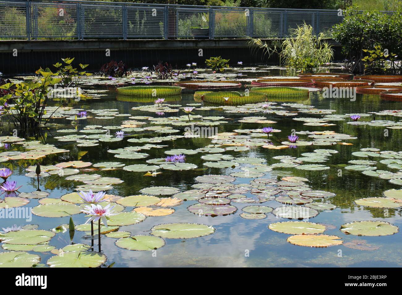 A Large Outdoor Water Garden Willed With Purple Water Lilies And Pads Giant Victoria Lily Pads With A Cement Bridge Spanning The Pond Stock Photo Alamy